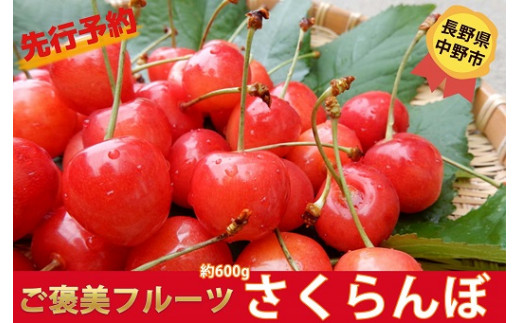 さくらんぼ ハウス栽培 佐藤錦または紅秀峰 約600g 長野県中野市 ふるさと納税 ふるさとチョイス