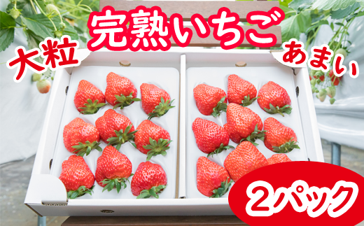 岩手県産 大粒 完熟 いちご ※品種は3種からおまかせ ／ 苺 イチゴ