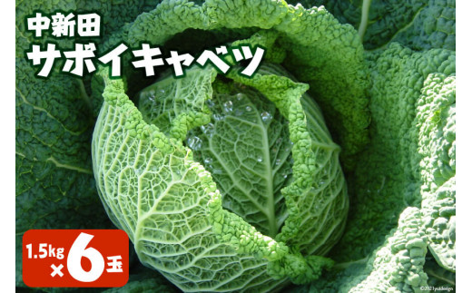 【先行受付】中新田 サボイ キャベツ 1.5kg×6玉 [JA加美よつば（営農企画課） 宮城県 加美町 44581455] きゃべつ ちりめんキャベツ  野菜