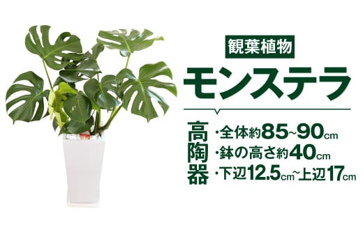 モンステラ 観葉植物 高陶器 高さ約40cm 下辺12.5cm 上辺17cm 7寸 植物