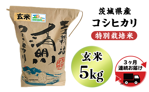 茨城県産 コシヒカリ - 玄米の人気商品・通販・価格比較 - 価格.com
