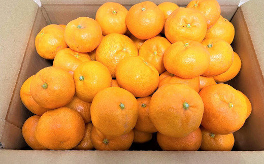 【熊本県八代市】【2022年9月下旬発送開始】熊本県八代市産 ご家庭用みかん5kg 蜜柑 柑橘 ミカン