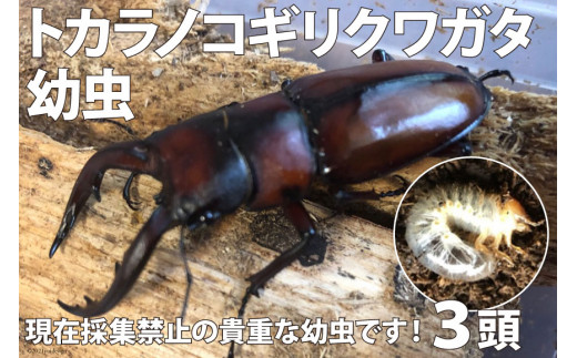 プリンシペ産　ドウネスノコギリクワガタ　62mm プリンシペ産 ドウネスノコギリクワガタ 62mm プリンシペ産ドウ
