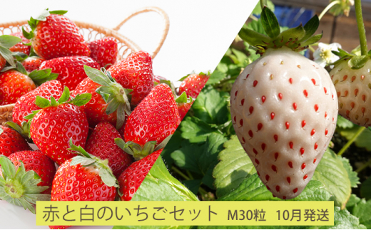 先行予約 2024年10月発送 北海道 仁木町産「赤と白の いちご セット」(M30粒) 今野農園