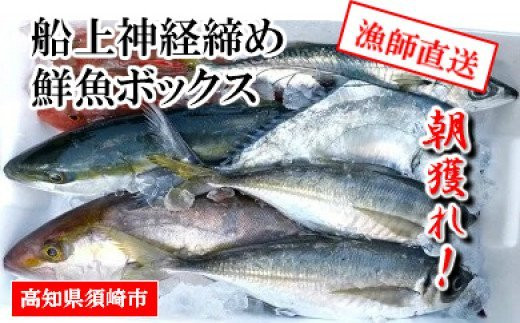 高評価の贈り物 鮮魚セット 鮮魚ボックス 10000円コース 鮮魚 詰め合わせ 直送 6種以上 下処理 冷蔵便