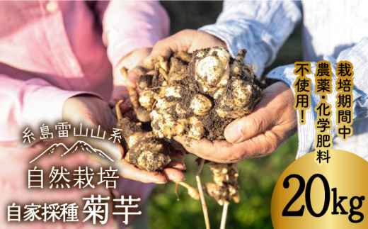 先行予約】 糸島産 菊芋 20kg 自然栽培 【2024年11月以降順次発送 