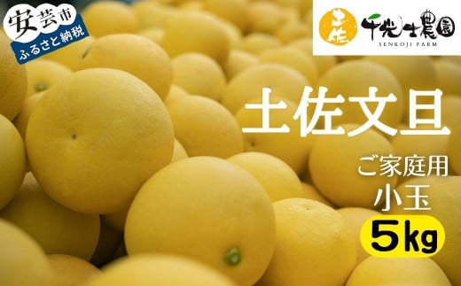 みっち★　高知特産　土佐文旦　超大玉5Lサイズ　約20㎏ 先行予約受付 】【 R8年発送 】 土佐文旦 小玉 5kg 訳あり 家庭