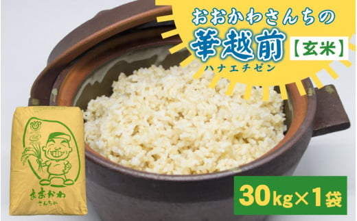 米 【令和6年産・新米】 おおかわさんちの華越前 玄米 30kg 【お米 こめ ハナエチゼン 30キロ ご飯 ごはん 美味しい ふるさと納税米】  [D-10802] - 福井県坂井市｜ふるさとチョイス - ふるさと納税サイト