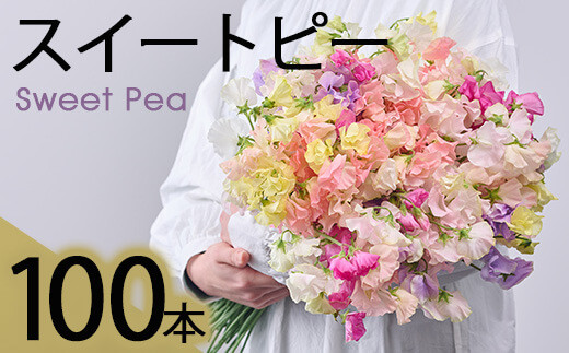 門川町産スイートピーミックス(計100本・50本×2束) 花 フラワー ギフト