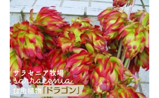 サラセニア牧場 のサラセニア ドラゴン 高知県北川村 ふるさとチョイス ふるさと納税サイト