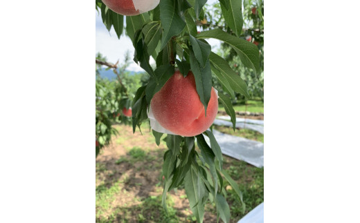 8月上旬より発送）一宮産の桃 2kg箱 6個入り - 山梨県笛吹市｜ふるさと