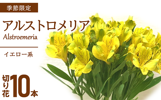 Ja アルストロメリア イエロー系 1束 10本入り 1411 山形県南陽市 ふるさとチョイス ふるさと納税サイト