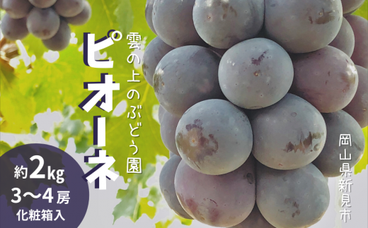 雲の上のぶどう園 ピオーネ 約2kg 3～4房 【先行予約 2024年9月中旬から順次発送】 - 岡山県新見市｜ふるさとチョイス - ふるさと納税サイト