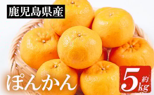 【鹿児島県いちき串木野市】<先行予約>\数量・期間限定/JAさつま日置 いちき串木野産 ポンカン 約5kg 柑橘の特産品 ポンカン直送 贈答 ギフト プレゼントにもオススメ!【A-1786H】