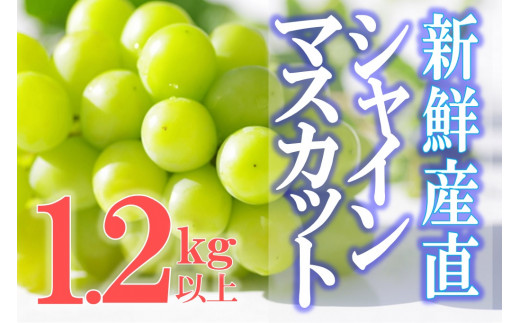 夏季限定】No.26 4kg シャインマスカット 産地直送 摘みたて 山梨県産