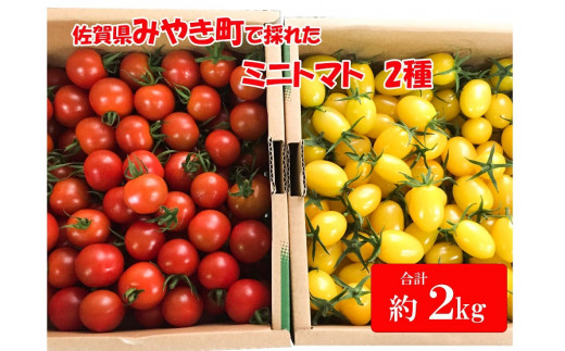 【本日発送】北海道産　ミニトマト　甘っこ　2kg