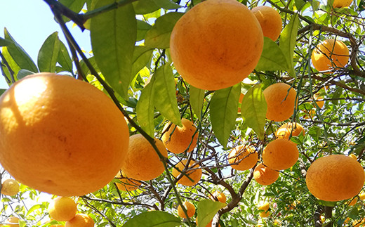 訳あり】みかん再生プロジェクト おわせの雨夏(あまなつ) ４月上旬から