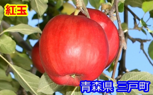 りんご【紅玉】20～28玉（約4.5kg）【2023年産・先行予約】