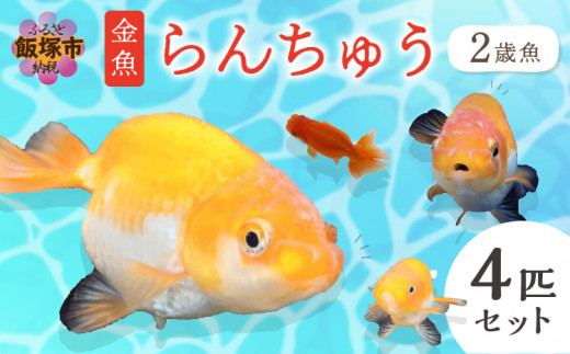 金魚 らんちゅう 2歳魚 4匹セット【A5-347】 - 福岡県飯塚市｜ふるさと ...