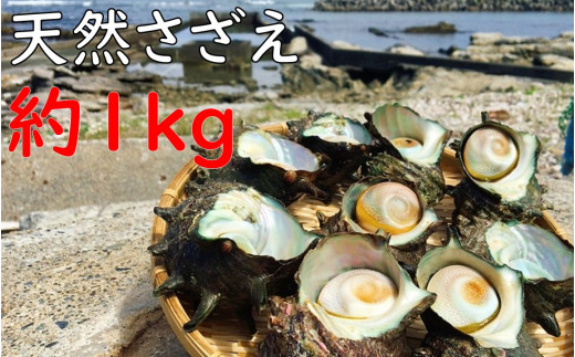 漁協からの贈り物（房州産天然さざえ 約1kg） mi0014-0019 - 千葉県南