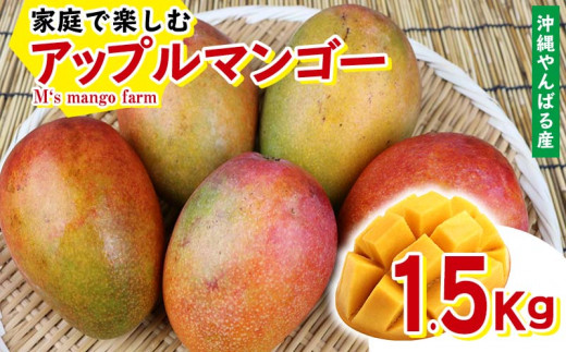 【沖縄県名護市】【沖縄やんばる産】1.5kg　家庭で楽しむアップルマンゴー （M‘s mango farm）