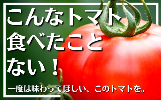 B-316【先行予約】トマト男のフルーツトマト約2kg 野菜 甘いトマト 生産農家直送 ひろしま農園 数量限定 とまと