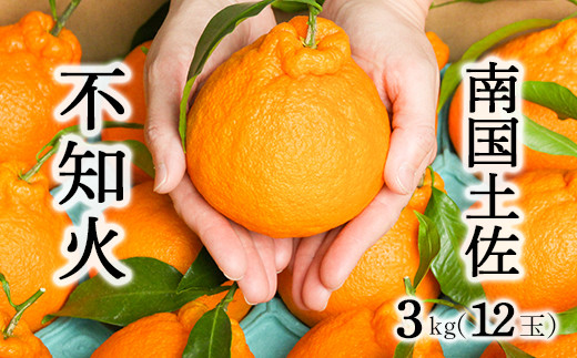 柑橘・みかん しらぬい（不知火）3kg 12玉サイズ - 高知県いの町