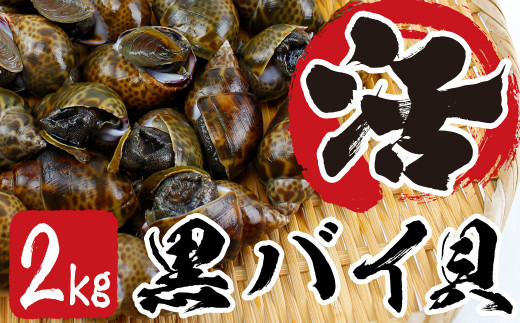 活黒バイ貝２kg（冷蔵便） 富津産 - 千葉県富津市｜ふるさと