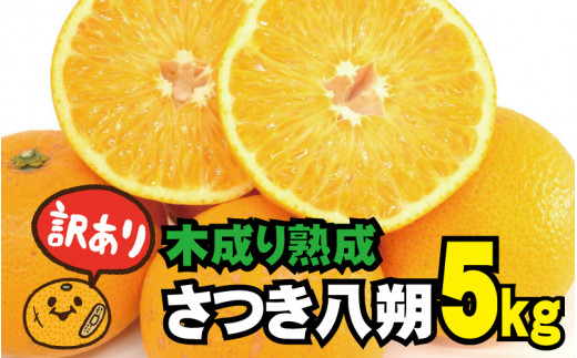 訳あり 木成り熟成さつき八朔 5kg (S～サイズおまかせまたは混合) ご