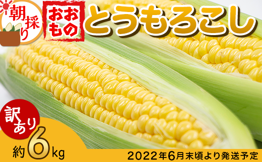 66-35【訳あり】下妻産朝採りとうもろこし（おおもの）約6kg