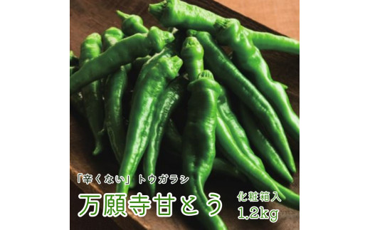 Ichiryuu No Hinshitsu 京都南部産 Heart Suit Sparkles 万願寺甘とうがらし Sparkles 奇跡の とうがらしって どんな味 Shinpin Toujou Kanematsuusa Com