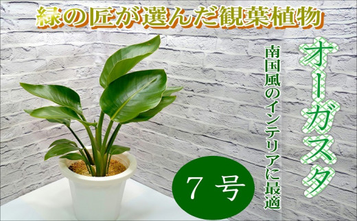 【C0-049】緑の匠が選んだ観葉植物　素敵な空間づくりに　オーガスタ　7号 観葉植物 緑 インテリア おしゃれ