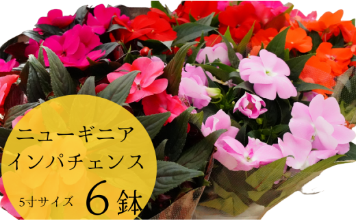Gg 5 ６鉢 ニューギニアインパチェンス 千葉県八街市 ふるさと納税 ふるさとチョイス