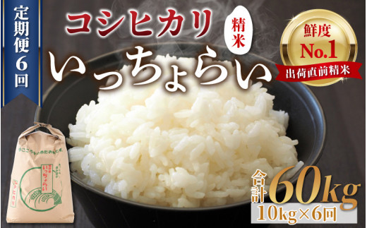 【令和5年産】《定期便6回》いっちょらい 精米 10kg（計60kg） ／ 福井県産 ブランド米 コシヒカリ ご飯 白米 新鮮 大賞 受賞 新米