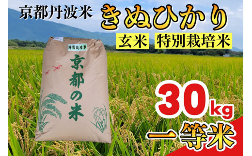 玄米 30kg 京都丹波米 きぬひかり◇《米 一等米 キヌヒカリ 特別栽培米