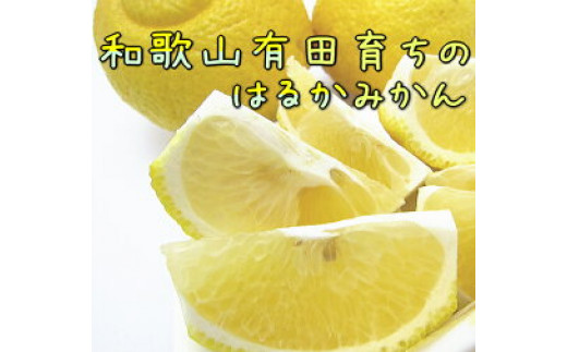 愛媛県産　はるか　柑橘　みかん　15kg