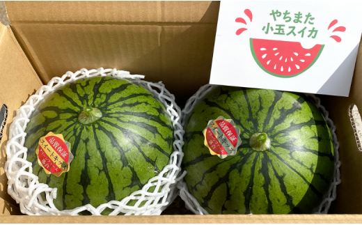 ２玉セット】やちまた「小玉すいか」スイートキッズ スイカ ちばエコ野菜 - 千葉県八街市｜ふるさとチョイス - ふるさと納税サイト