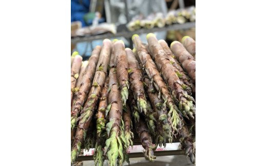 33-F [予約開始！] 会津産 淡竹タケノコ 2.5kg（5～6本）米ぬか付き