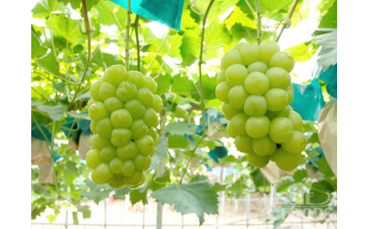 岡山県産 桃太郎ぶどう（800g以上）1房入り（ハックルベリー