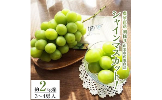 シャインマスカット 産地直送 山梨の人気商品・通販・価格比較 - 価格.com