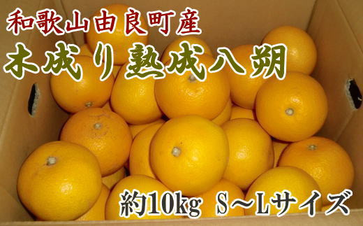 産直】和歌山由良町産の木成り熟成八朔約10kg（S～Lサイズをお届け