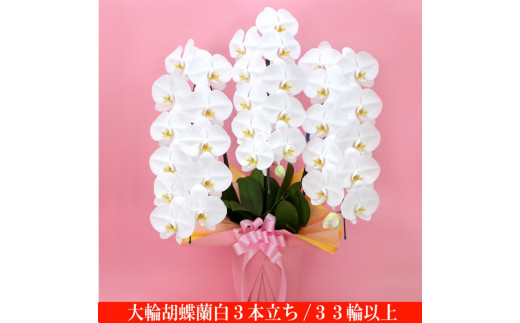 0060-001 大輪胡蝶蘭 白3本立ち 33輪クラス（ラッピング付） - 埼玉県