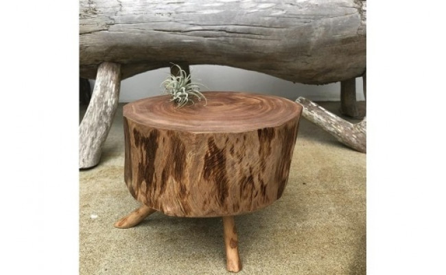 割引直販 テリハボク 照葉木 沖縄産 | www.tc-ps500.co.jp