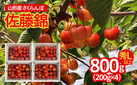 山形市産 さくらんぼ 佐藤錦 L以上 800g(200g×4パック) 【令和6年産