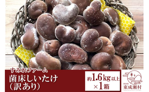 菌床しいたけ（訳あり） 約1.6kg以上×1箱