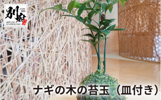 【大分県別府市】ナギの木の苔玉(皿付き)
