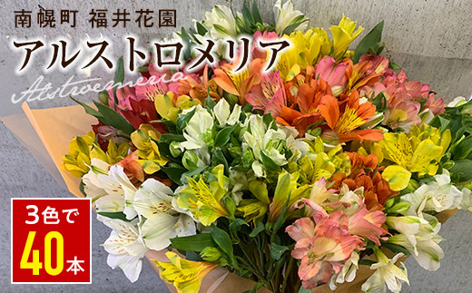 北海道 南幌町 生産者直送 福井さんのアルストロメリア 花束 3色 白 黄 ピンク おまかせmix 40本 数量限定 Np1 117 北海道南幌町 ふるさと納税 ふるさとチョイス 北海道 南幌町 生産者直送 福井さんのアルストロメリア 花束 3色 白 黄 ピンク おまかせmix 40本 数量限定 Np1 117 北海道南幌町 ふるさと納税 ふるさとチョイス