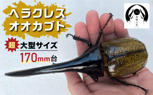 昆虫の王様 ヘラクレスオオカブト 170mm台 カブトムシ 大型 超大型