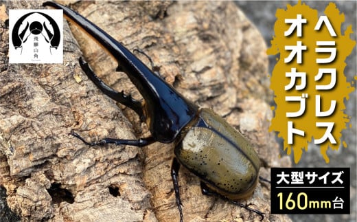 昆虫の王様 ヘラクレスオオカブト 160mm台 カブトムシ 大型 ♂ オス