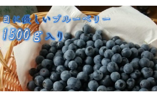 A 16 期間限定 加須市シルクファーム産甘いブルーベリー 1500g 埼玉県加須市 ふるさと納税 ふるさとチョイス